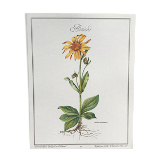 Planche botanique l'Arnica