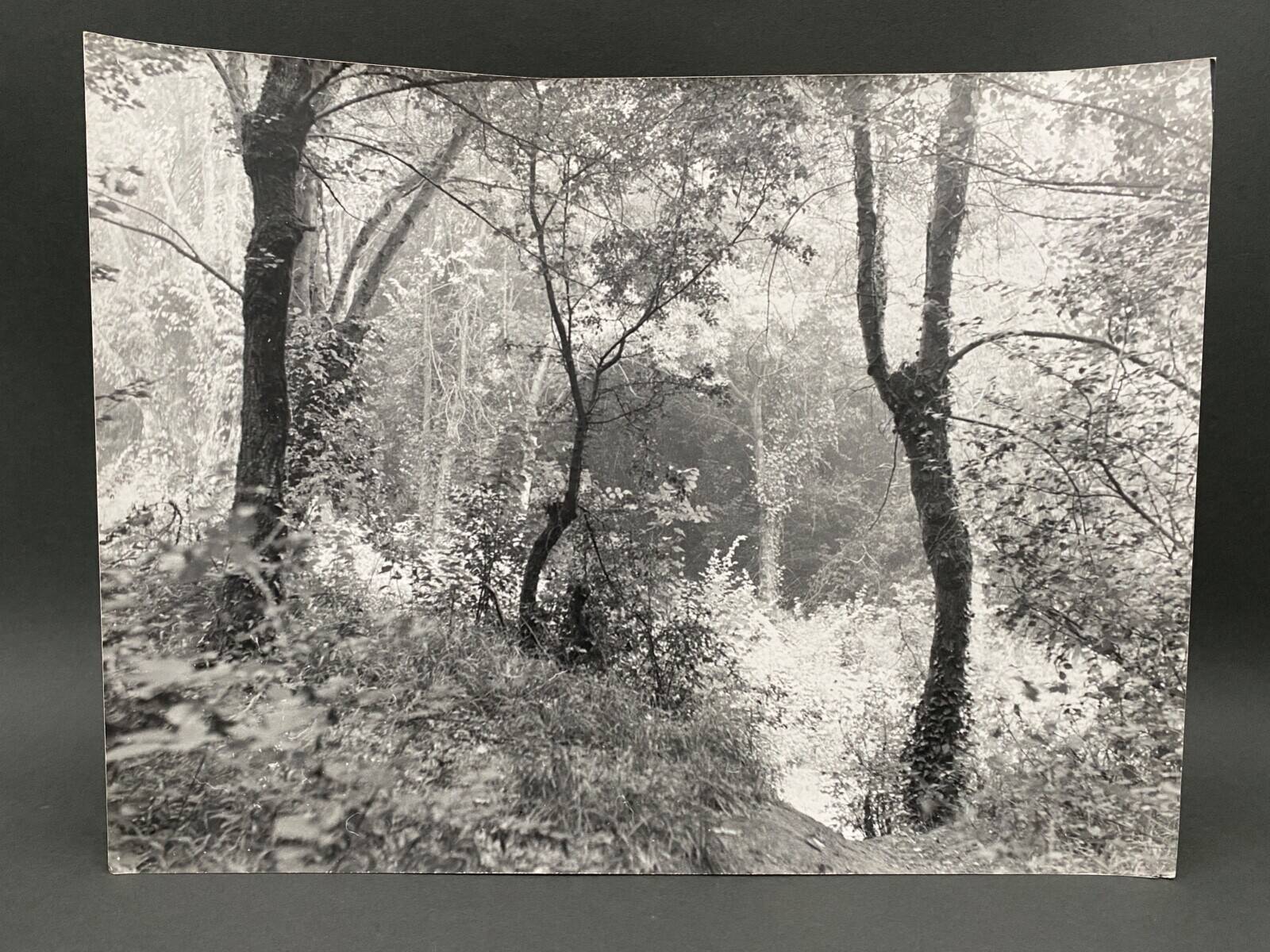 Silver gelatin photograph by Bernard Darot, Undergrowth, 20th century