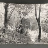 Silver gelatin photograph by Bernard Darot, Undergrowth, 20th century