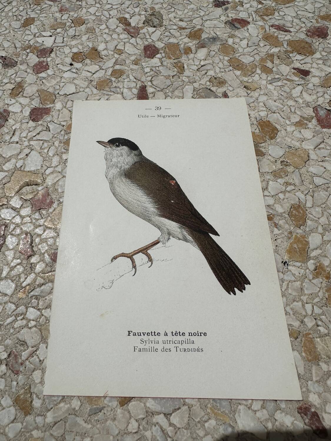 Gravure botanique ancienne planche naturaliste oiseaux 1903