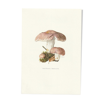 Impression scolaire vintage d'une savoureuse Russula