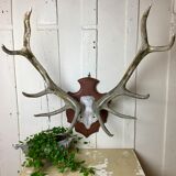 Massacre deer on wooden base