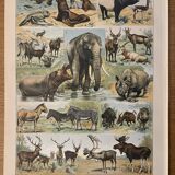 Lithograph of animals (elephant, monkey, bear, lion, deer) - 1900