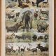 Lithograph of animals (elephant, monkey, bear, lion, deer) - 1900
