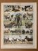 Lithograph of animals (elephant, monkey, bear, lion, deer) - 1900