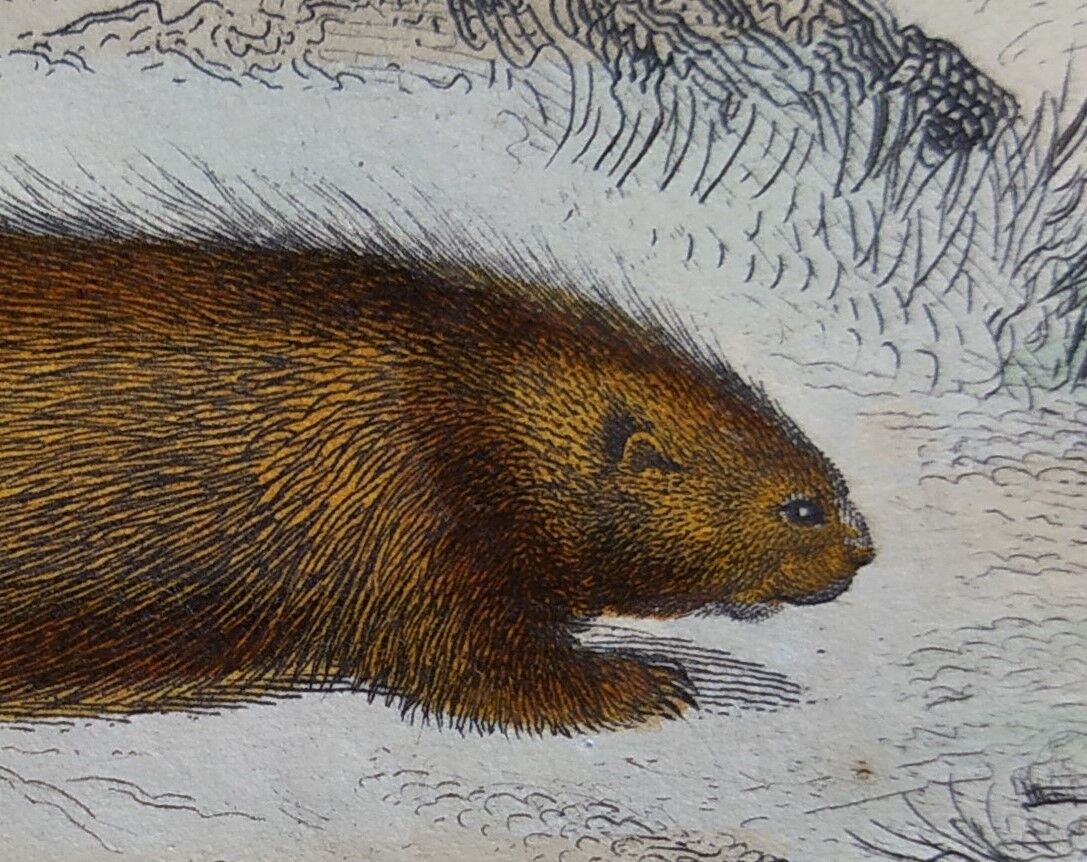 Original zoological board " Porc-Epic - Urson - Tapir " Buffon 1838