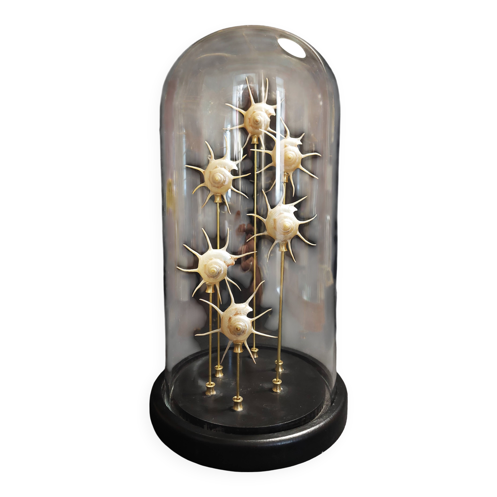 Cabinet de Curiosités globe aux coquillages guildfordia yoka nacrés