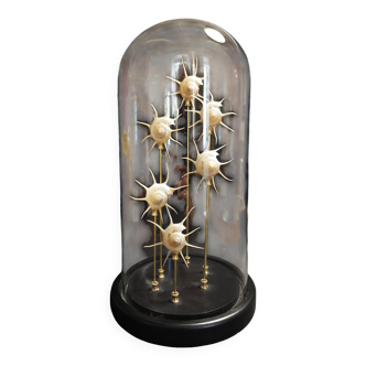 Cabinet of Curiosities globe with pearly Guildfordia Yoka shells