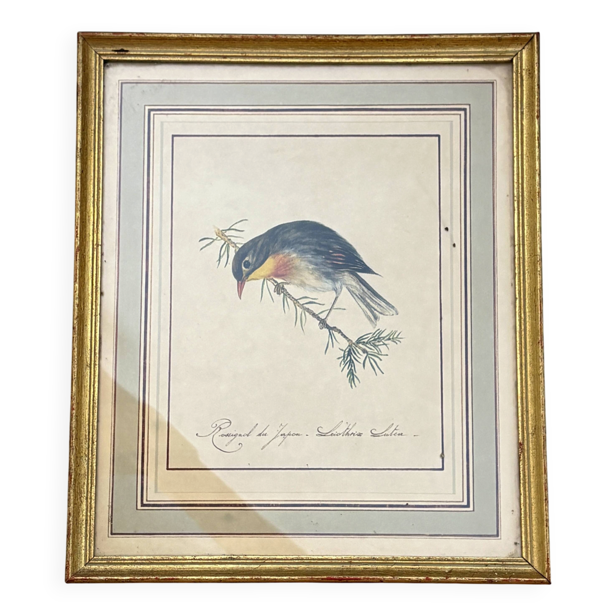 Vintage frame drawing of a bird - Japanese Nightingale