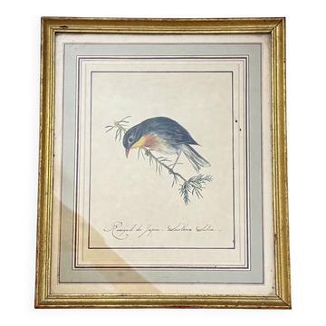 Cadre vintage dessin d'oiseau - Rossignol Japonais