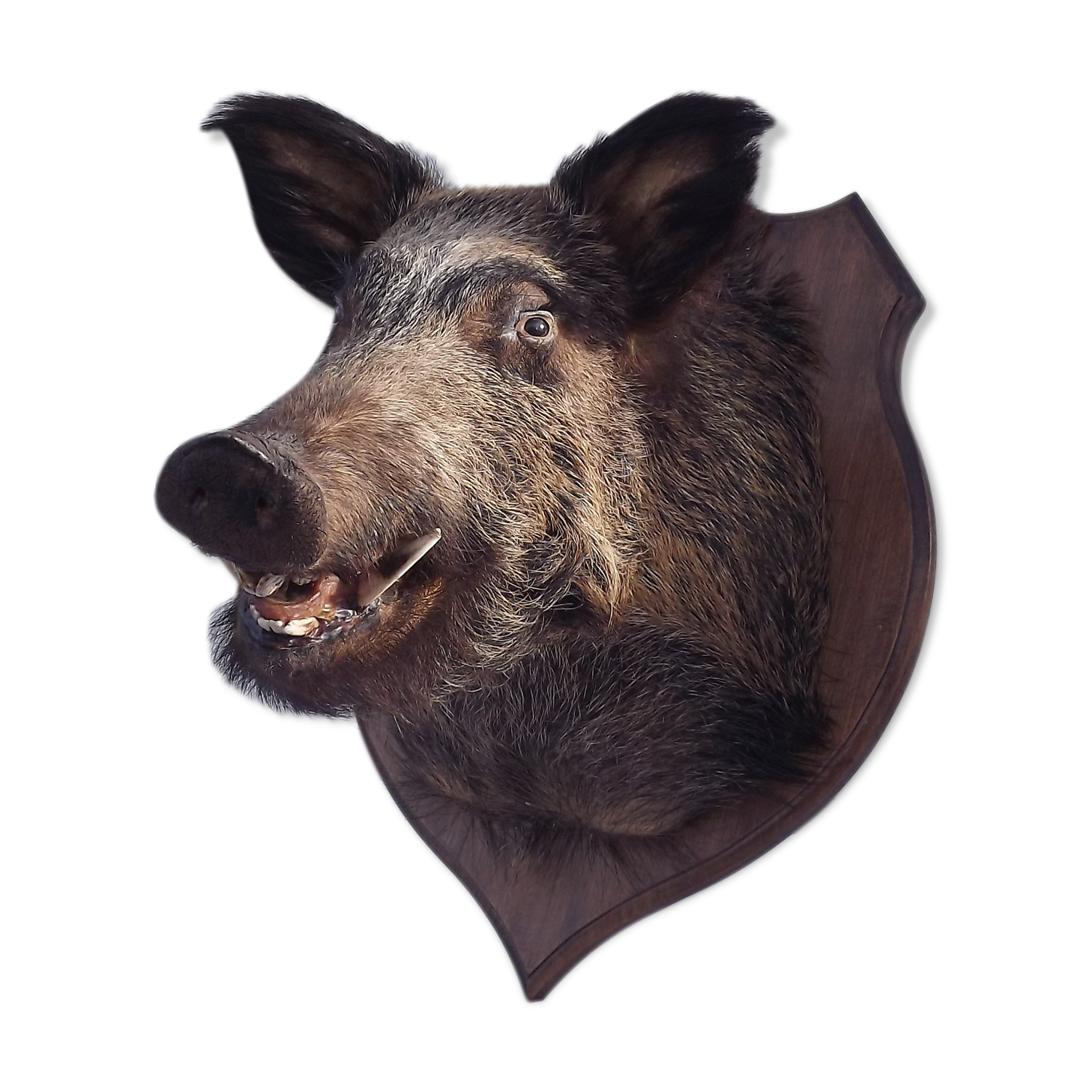 Hunting boar's head trophy
