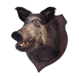 Hunting boar's head trophy