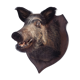 Hunting boar's head trophy