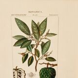 Lot de 5 cadres gravures botaniques ancienne