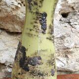 Ceramic vase
