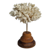 Antique ornamental coral Acropora on solid wood base, 18 cm