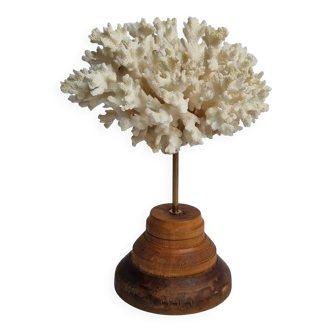 Antique ornamental coral Acropora on solid wood base, 18 cm