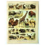 Antique engraving 1897 A. Millot - Mammals 3, animals, zoology