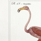 Chimera lithograph animal engraving - the pink flamoulpe