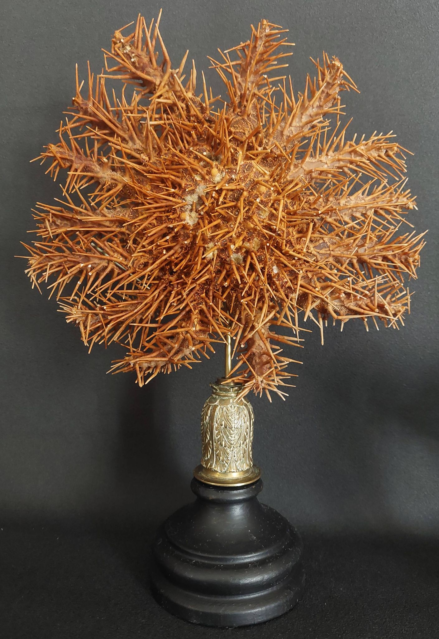 Cabinet of Curiosities: Crown-of-thorns starfish (Acanthaster planci) on a pedestal