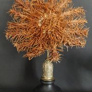 Cabinet of Curiosities: Crown-of-thorns starfish (Acanthaster planci) on a pedestal