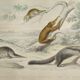 Planche zoologique originale " tatou, cachicame, fourmilier,... - buffon 1840