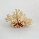 White coral