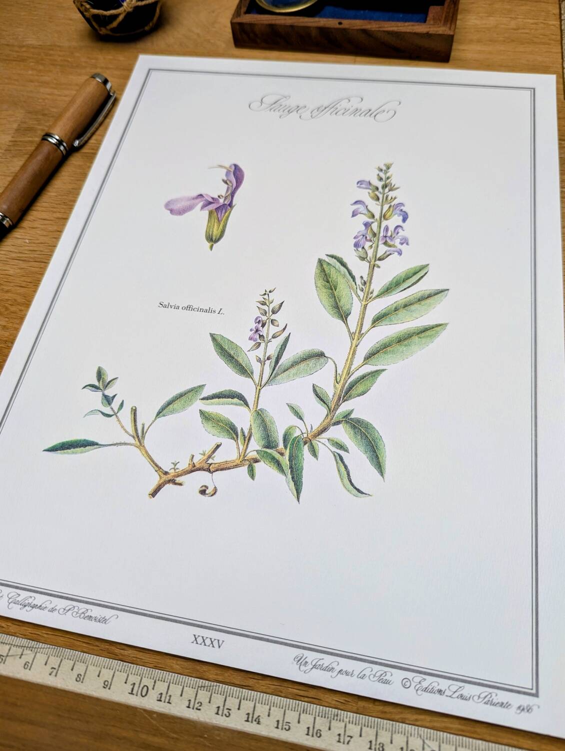 Printed in 1986, the Sage. Vintage Botany.