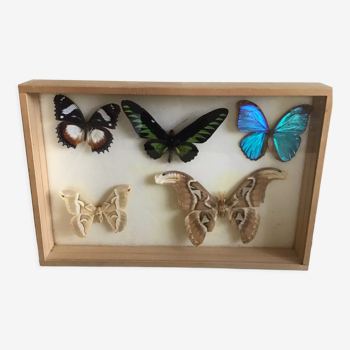 Box with butterflies