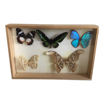 Box with butterflies