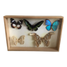 Boîte avec papillons