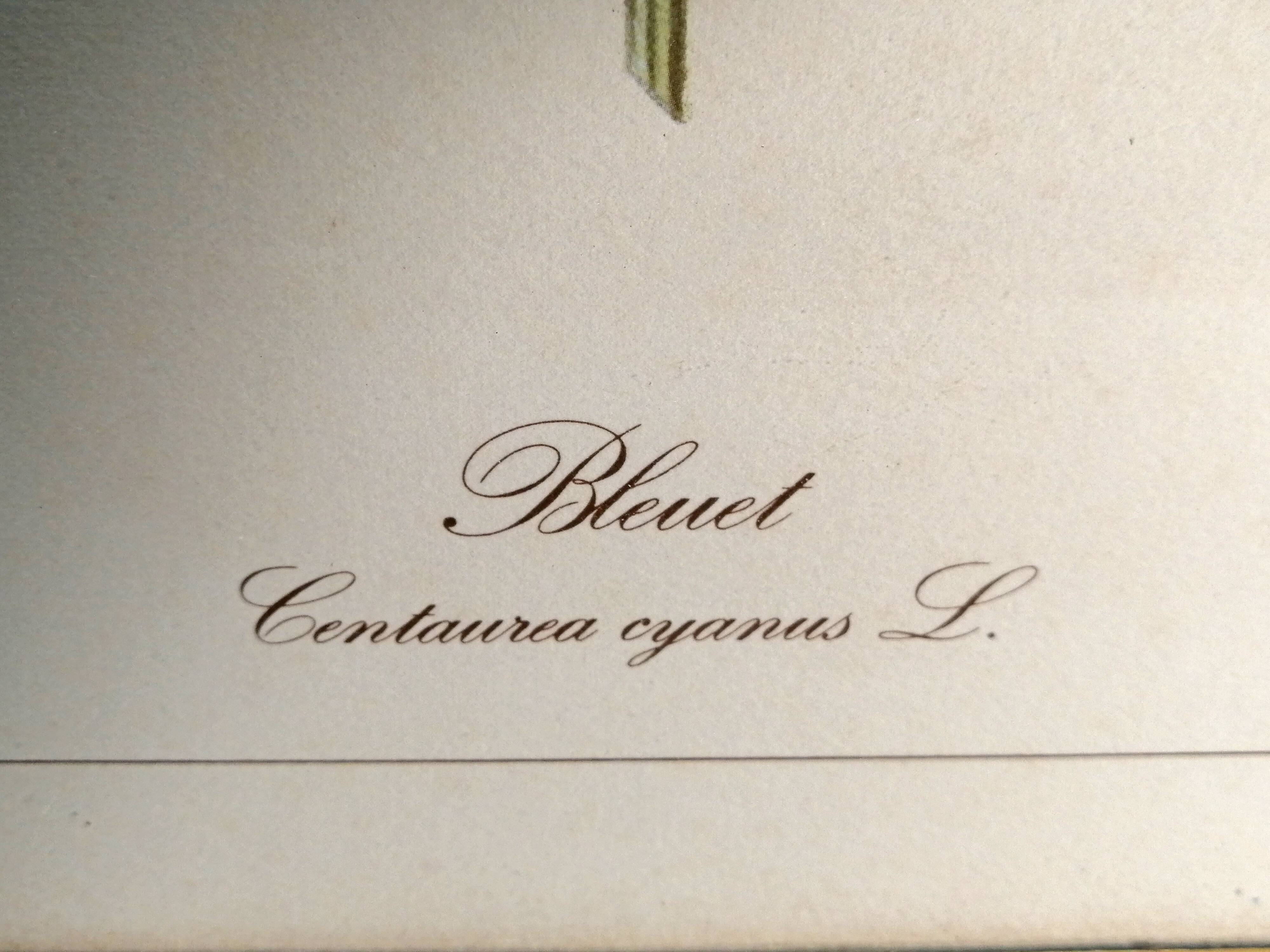 Framed botanical engraving lithography by JW Boussac - the blueberry