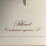 Framed botanical engraving lithography by JW Boussac - the blueberry