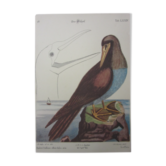 Engraving bird, the madman, repro Catesby/Seligmann