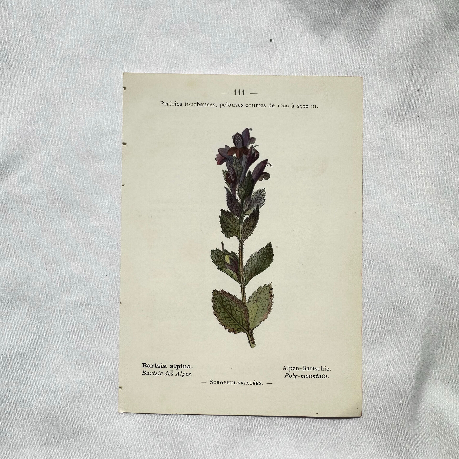 Antique botanical plate hand-coloured – 19th-century decoration