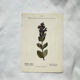 Antique botanical plate hand-coloured – 19th-century decoration