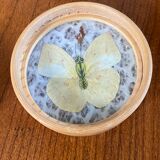 Tray and 6 coasters with naturalized butterflies