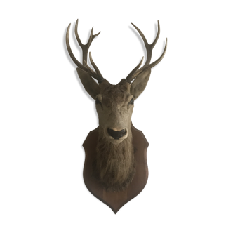 Deer head