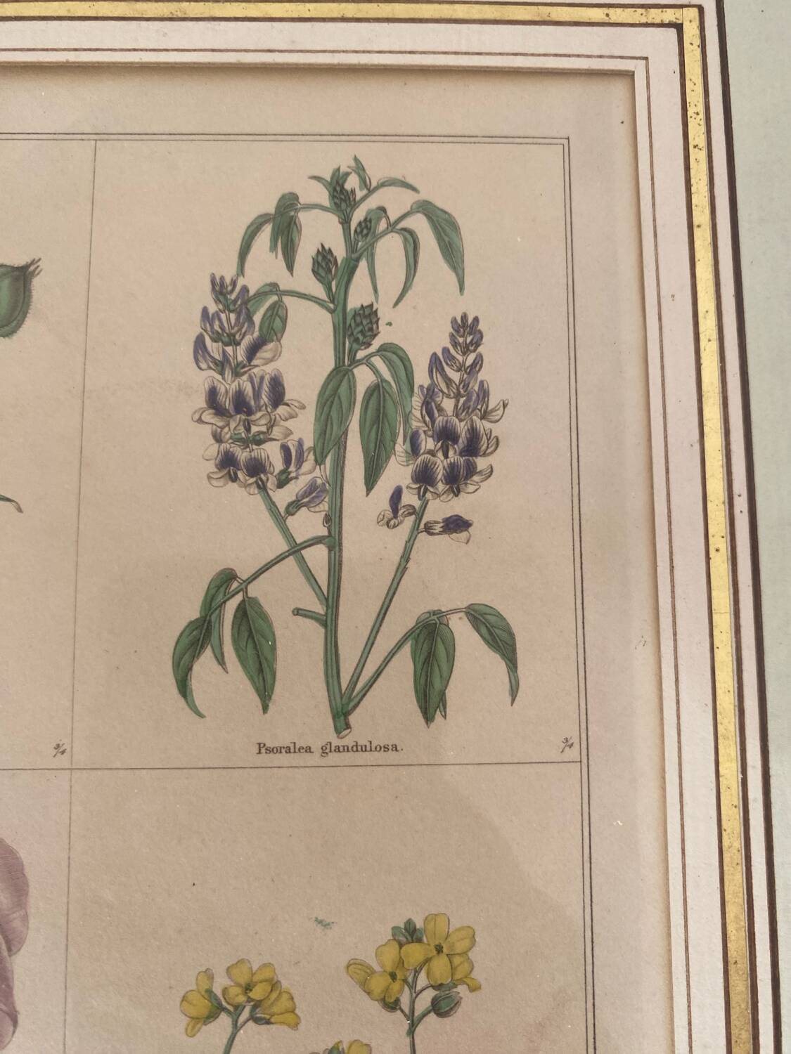 Botanical plate of 4 flowers from the 1960s.