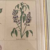 Botanical plate of 4 flowers from the 1960s.