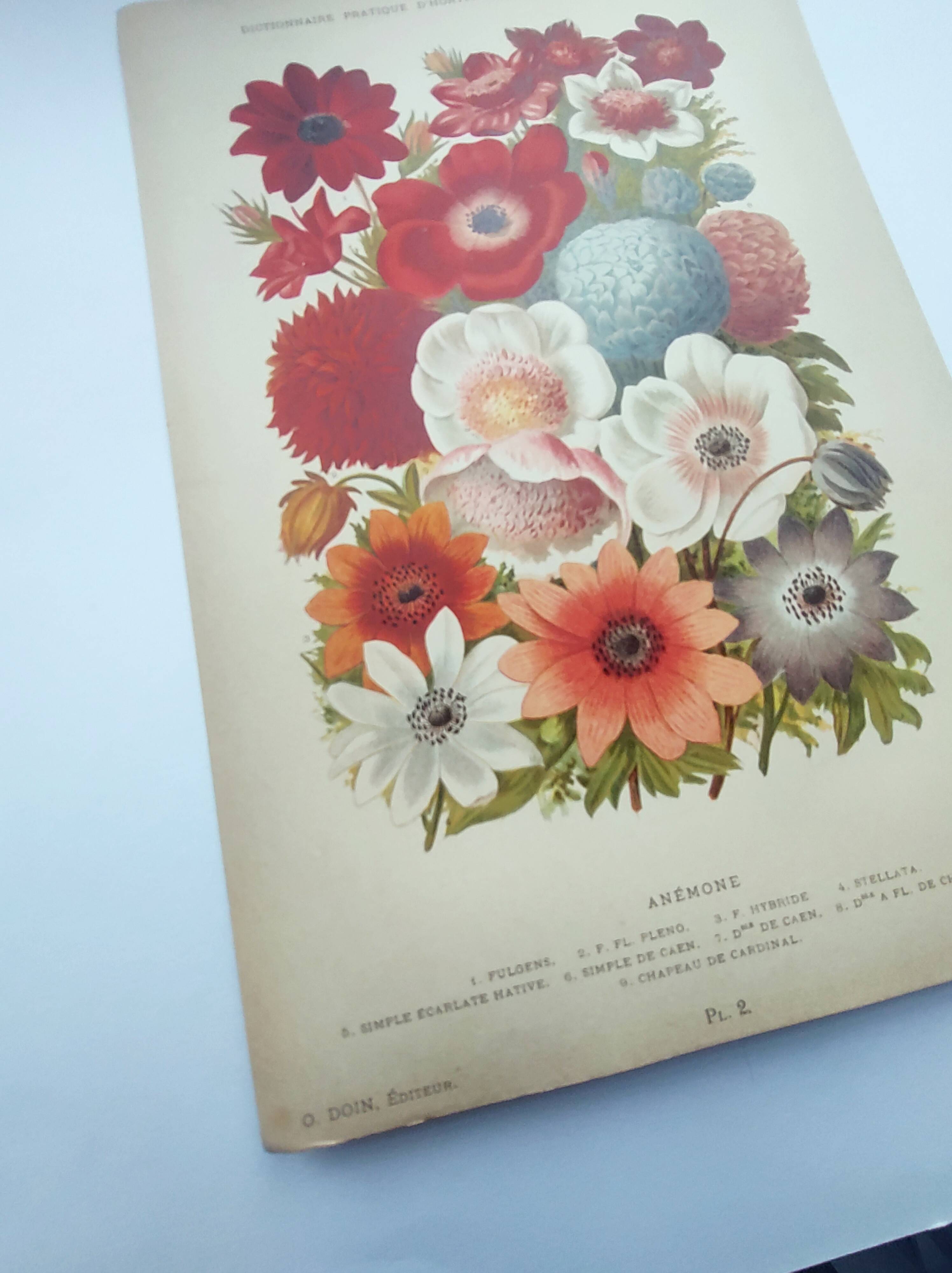 Botanical engraving from 1897 by A.Lefevre - Columbine - Old plate. Flower lithograph