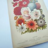 Botanical engraving from 1897 by A.Lefevre - Columbine - Old plate. Flower lithograph