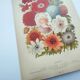 Botanical engraving from 1897 by A.Lefevre - Columbine - Old plate. Flower lithograph