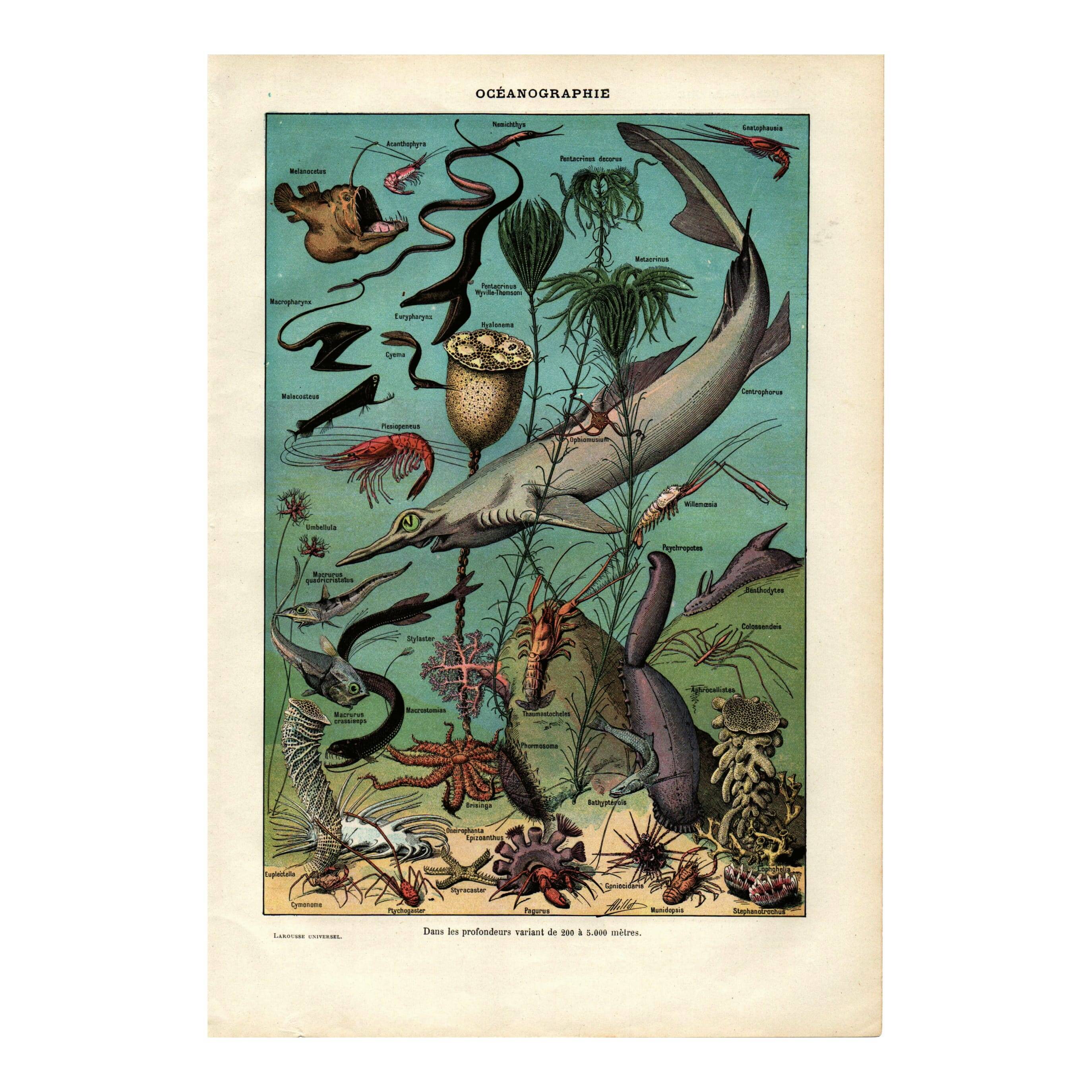 Old engraving from 1923 - Oceanography and marine life - vintage plate