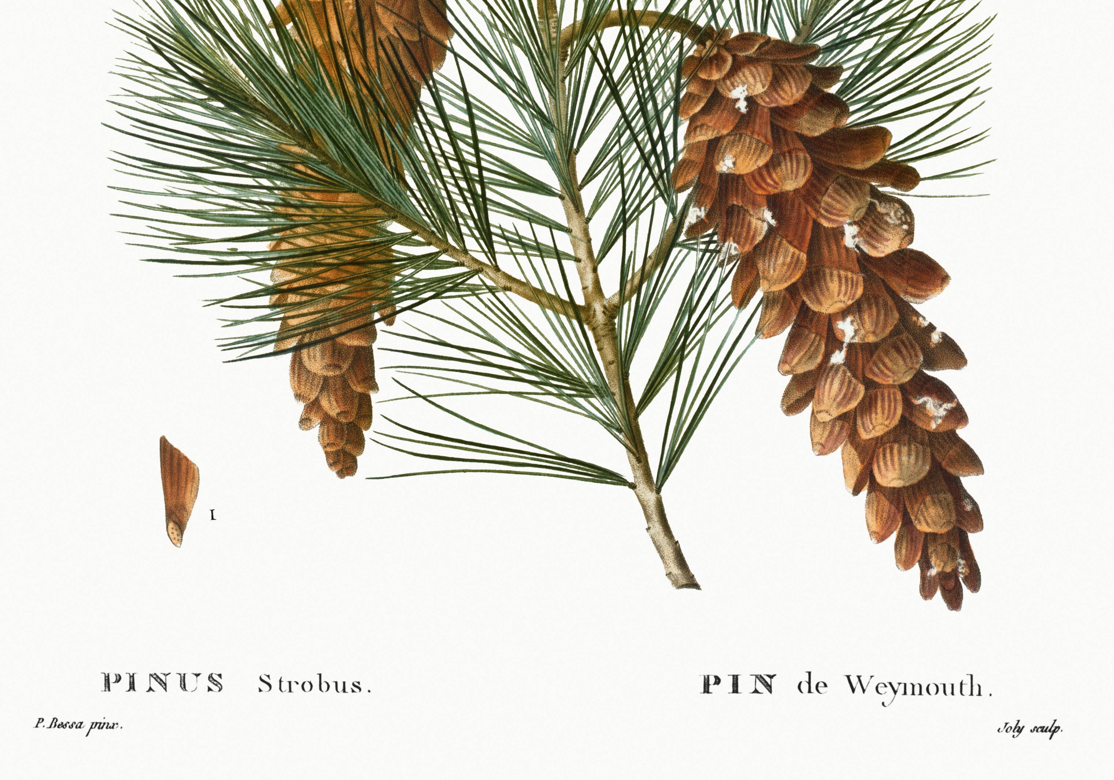 Botanical poster about the pine tree, after an old engraving from 1802