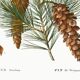 Botanical poster about the pine tree, after an old engraving from 1802