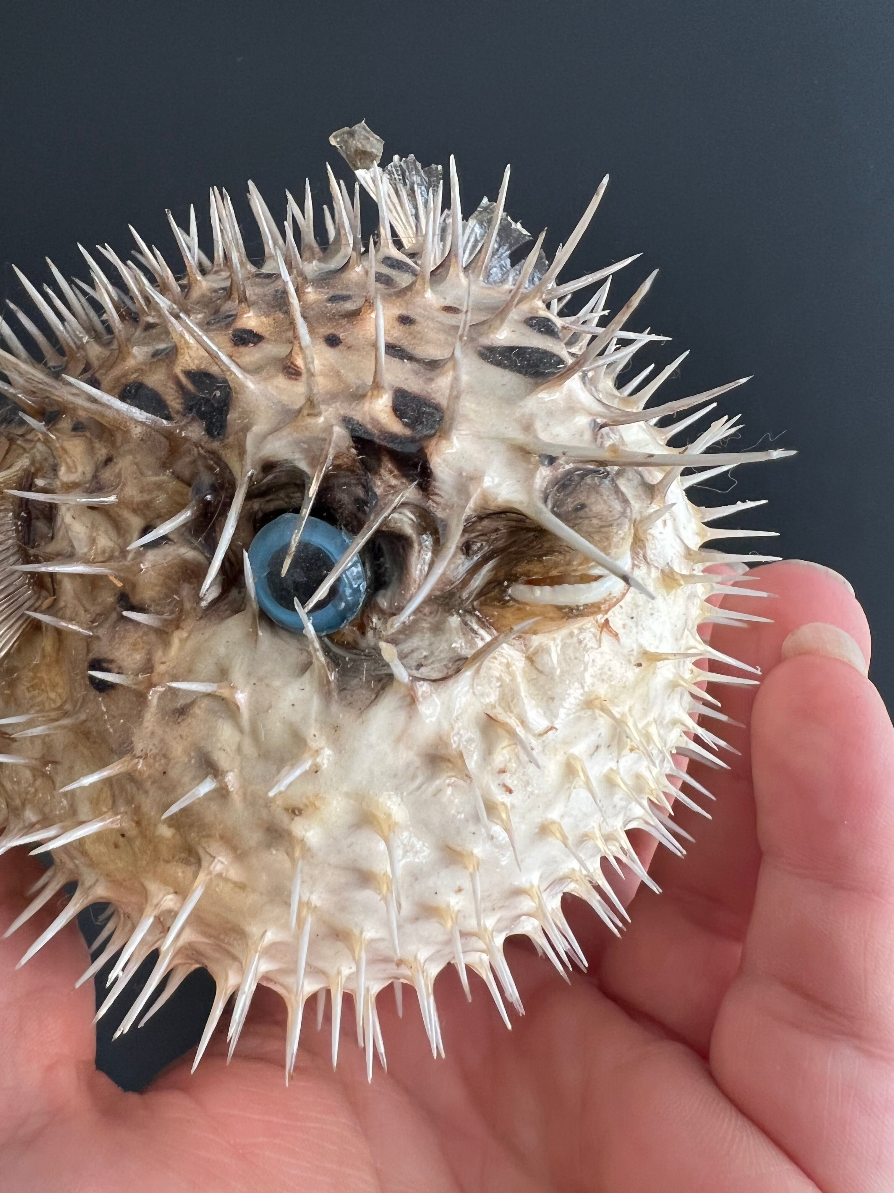 Naturalized diodon fish