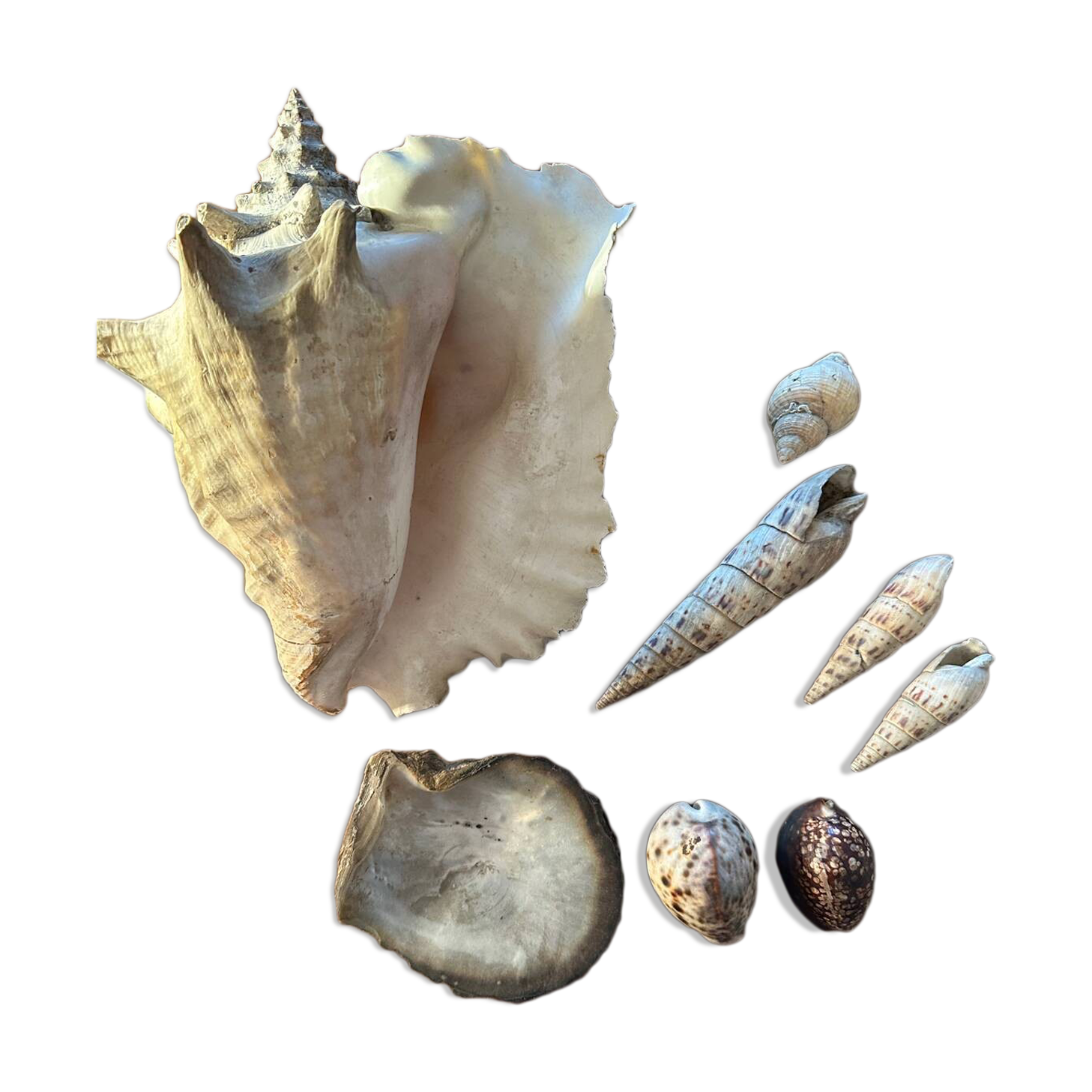 Lot of 8 old collectible shells - cabinet of curiosity