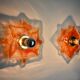 Pair of Murano Mazzega wall lights, orange frosted glass, Italy, 1970