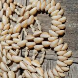 Shell trivet
